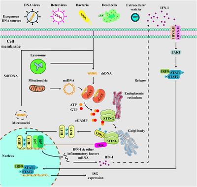 The role of cGAS-STING signaling in rheumatoid arthritis: from pathogenesis to therapeutic targets